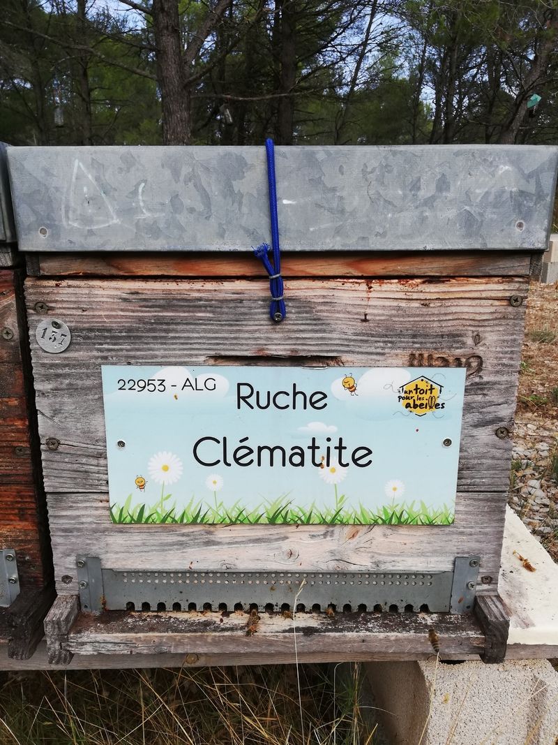 La ruche Clématite