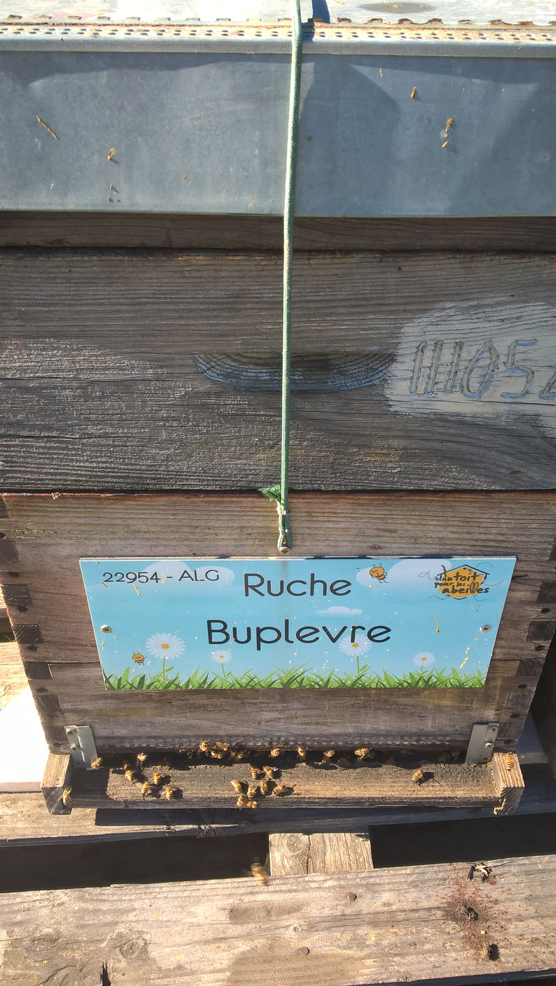 La ruche Buplevre