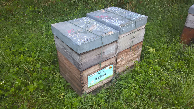 La ruche Buplevre