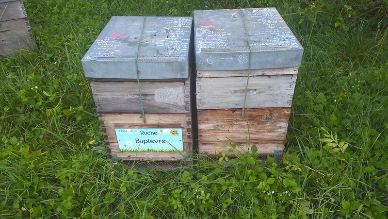 La ruche Buplevre