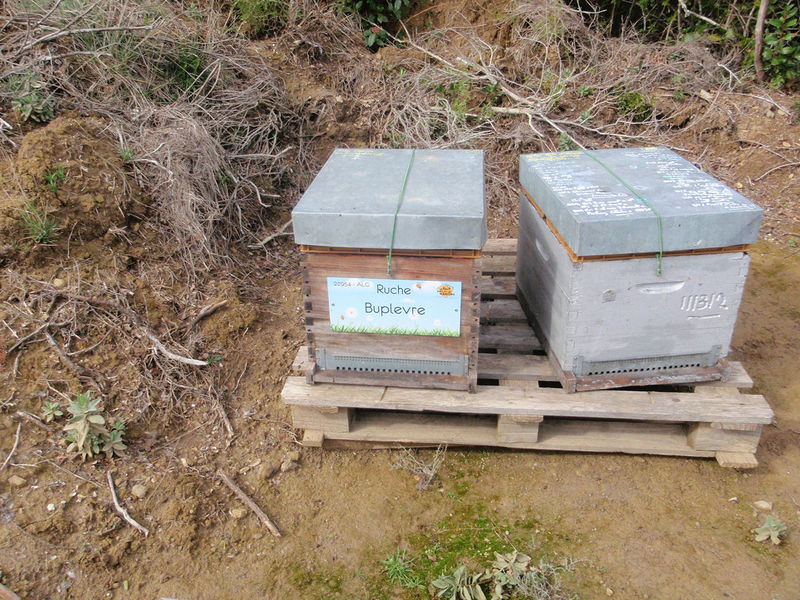 La ruche Buplevre