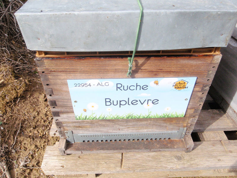 La ruche Buplevre