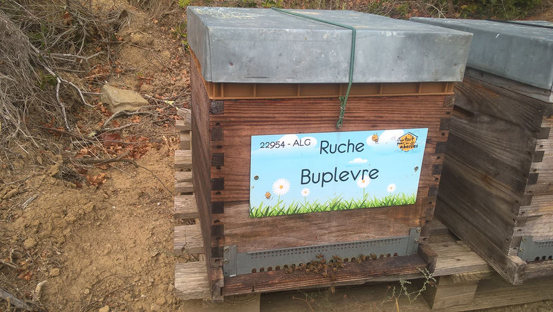 La ruche Buplevre