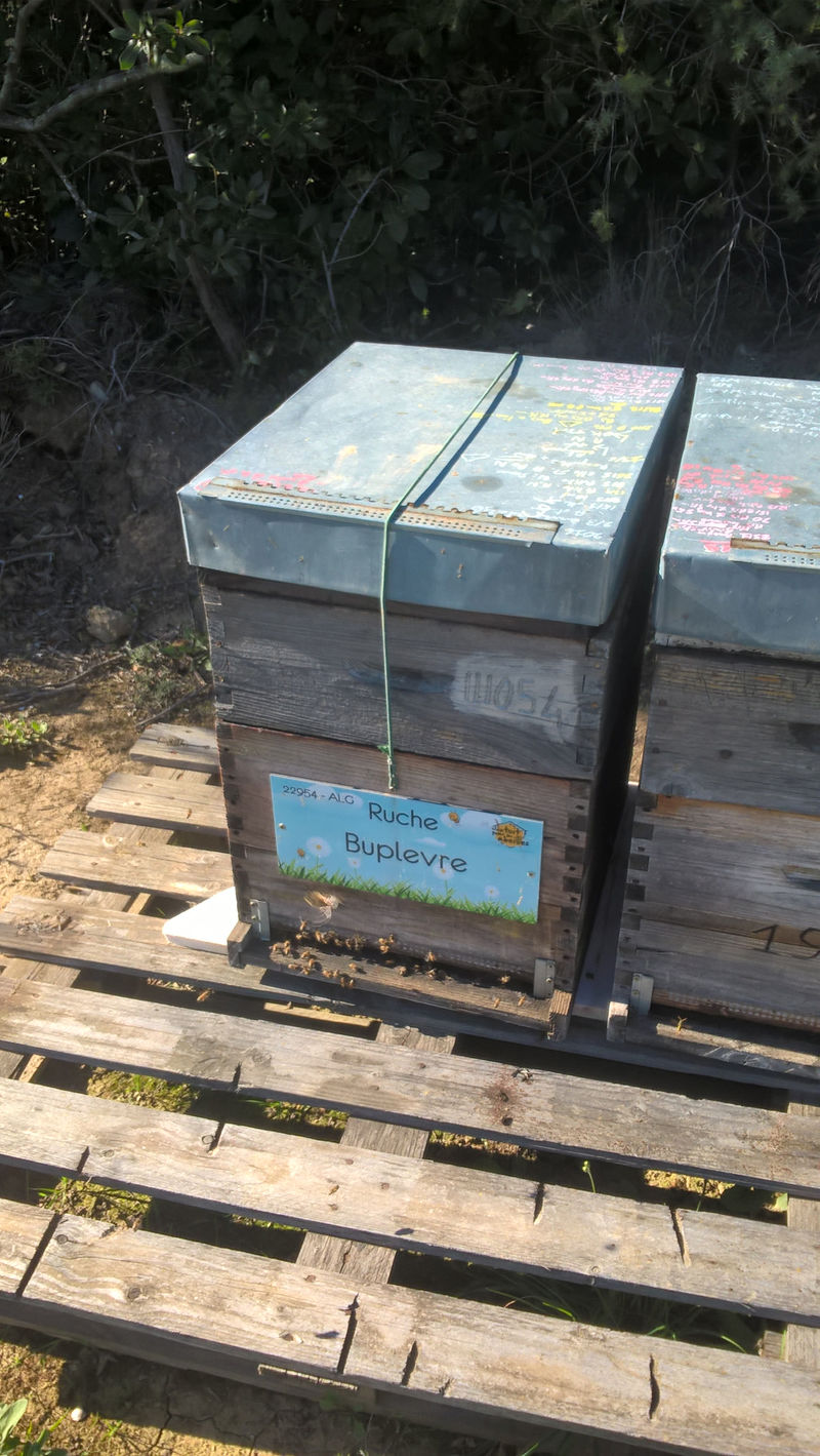 La ruche Buplevre