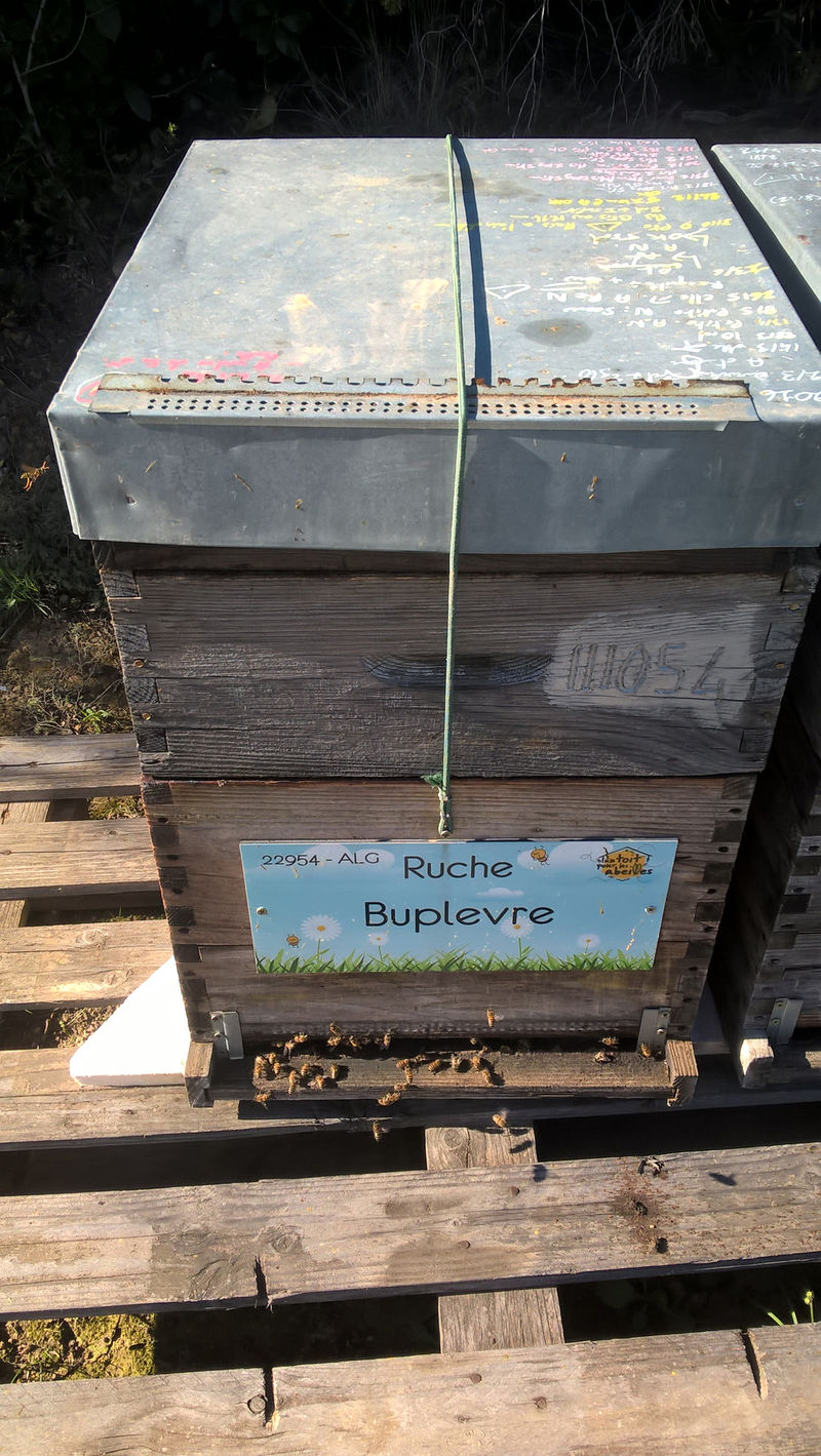La ruche Buplevre
