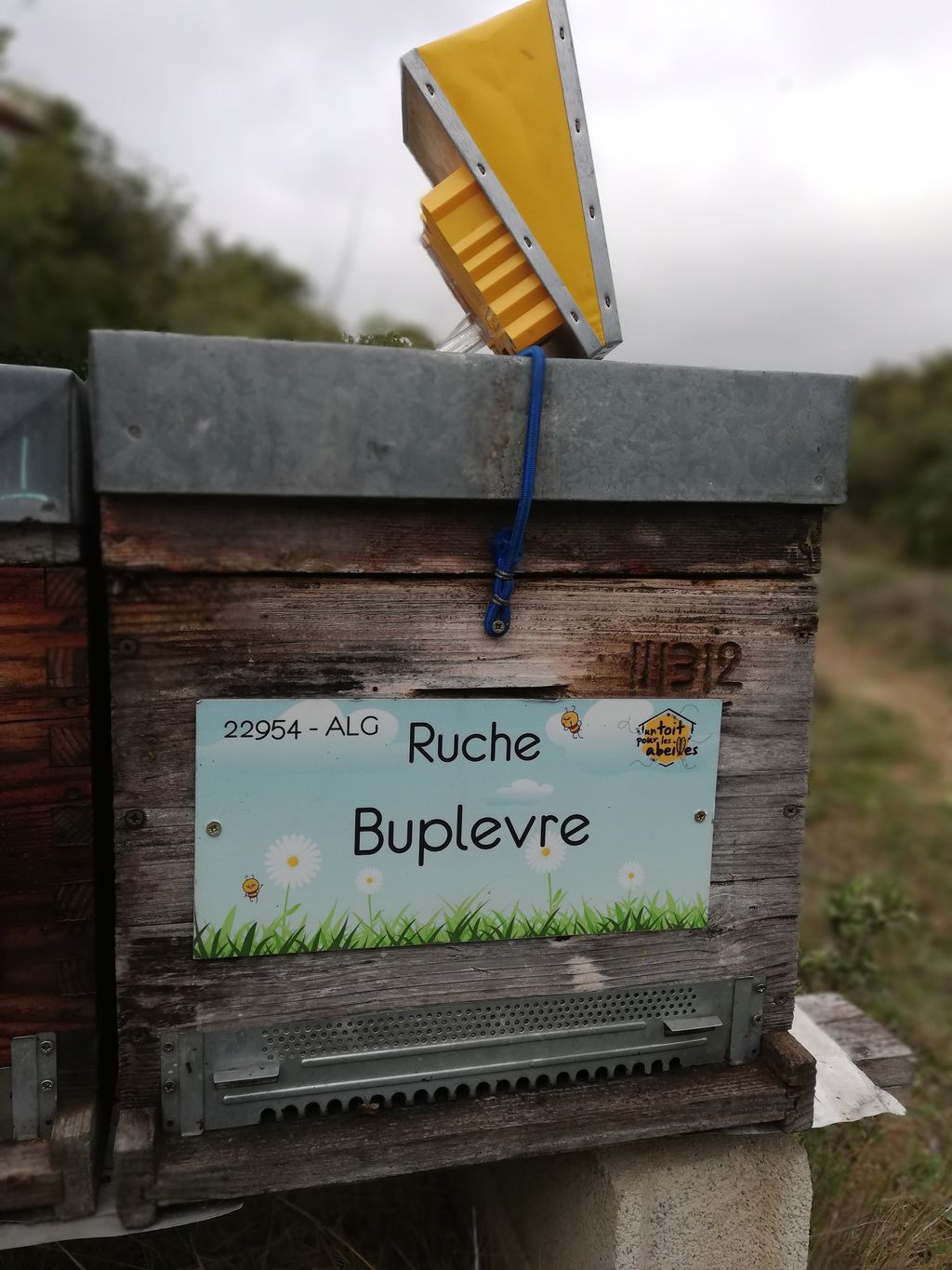 La ruche Buplevre