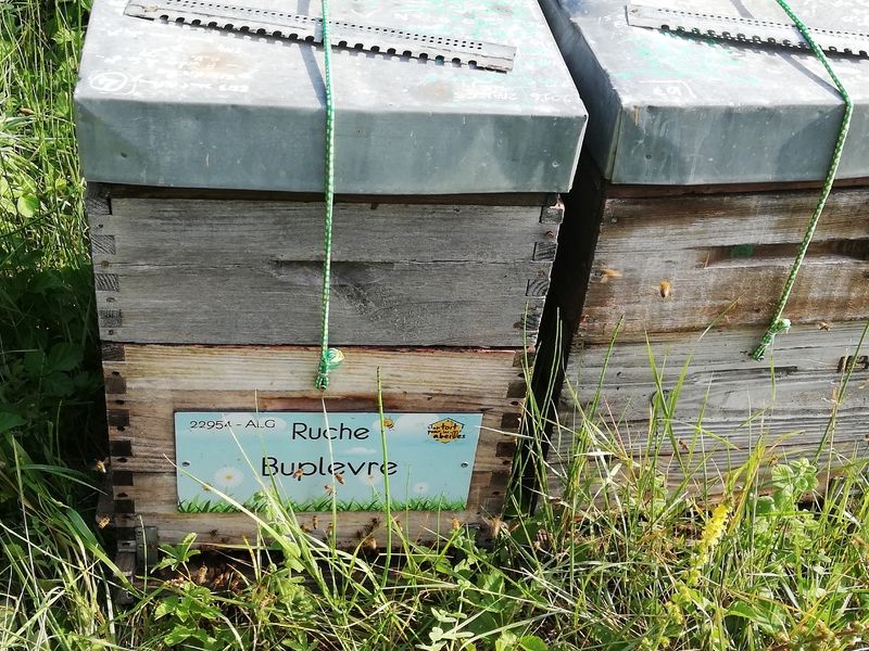 La ruche Buplevre