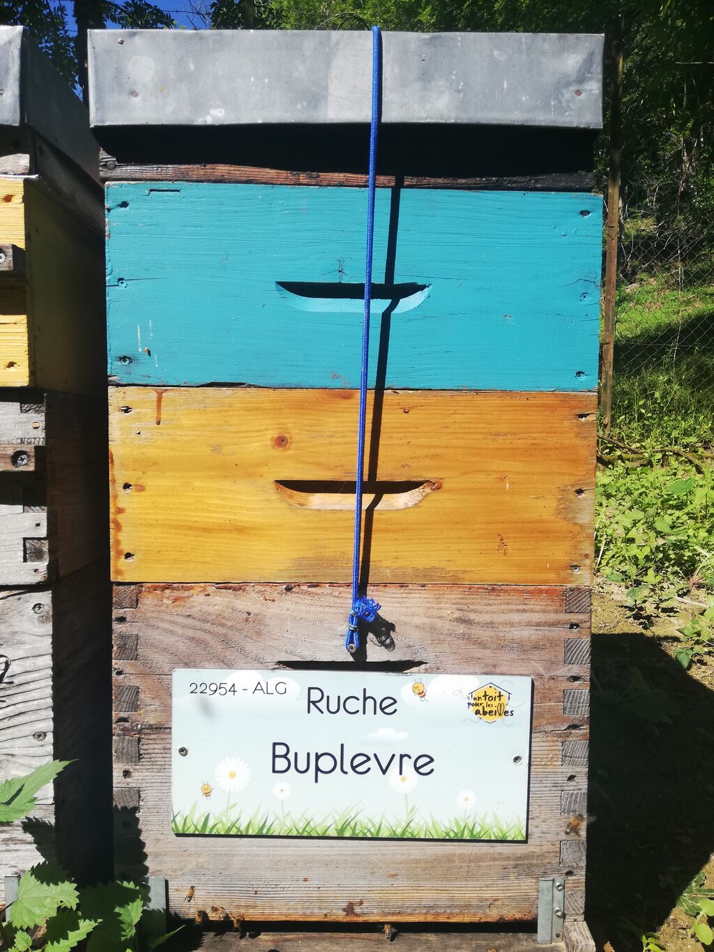 La ruche Buplevre