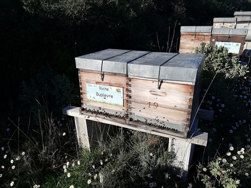 La ruche Buplevre