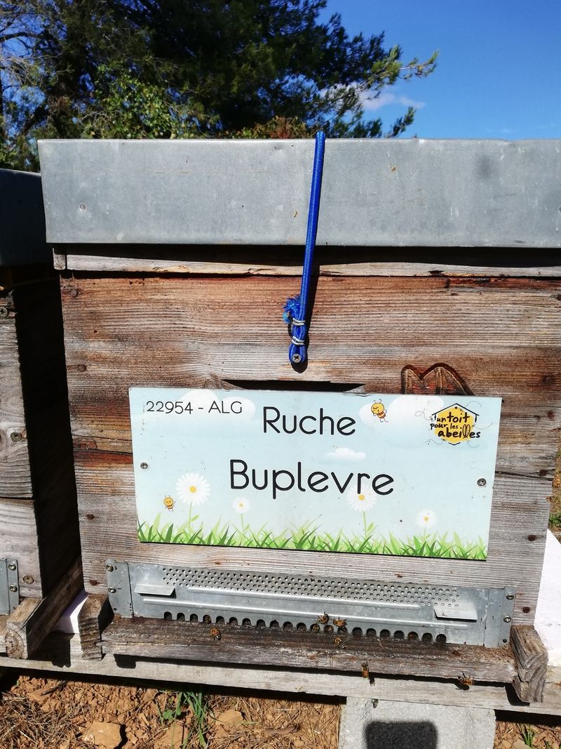 La ruche Buplevre