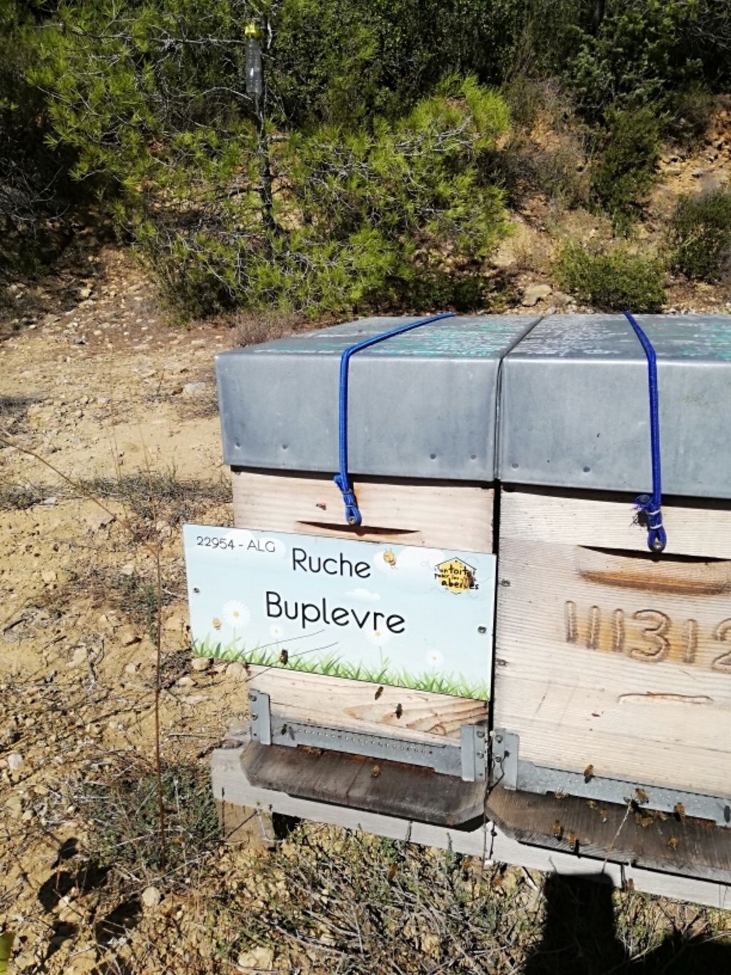 La ruche Buplevre