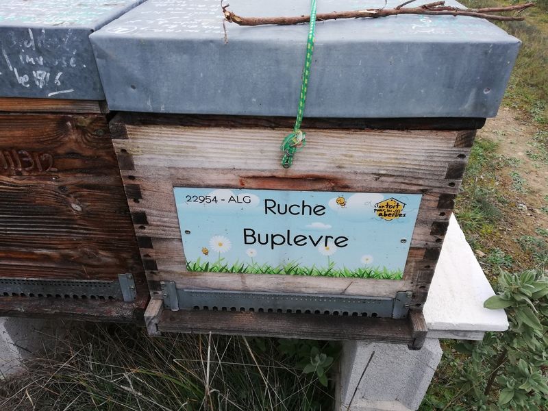 La ruche Buplevre