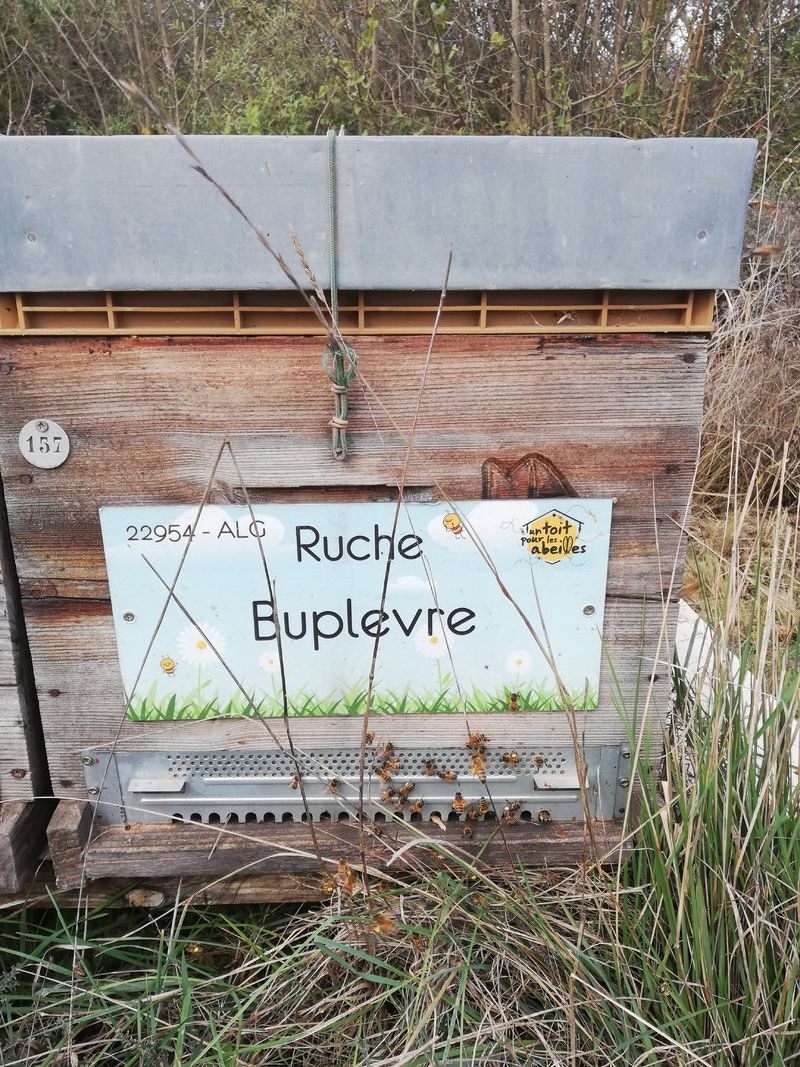 La ruche Buplevre