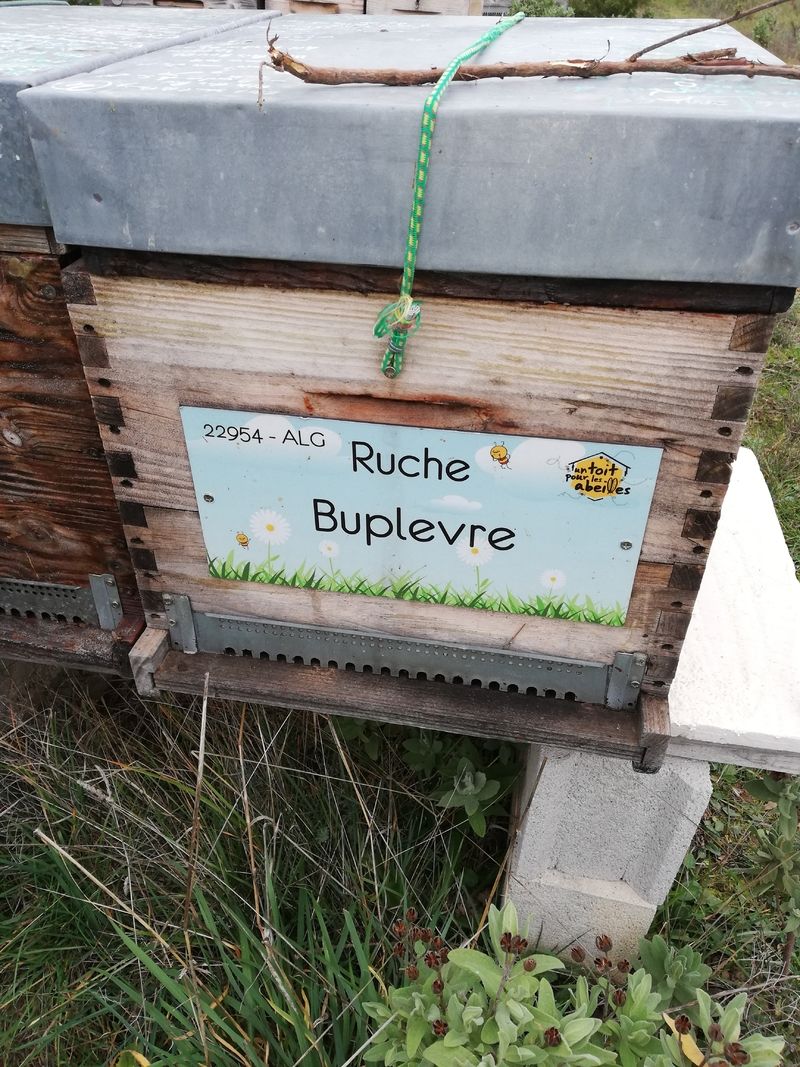 La ruche Buplevre