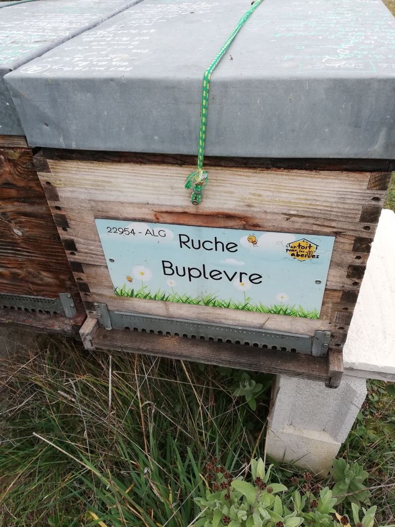La ruche Buplevre