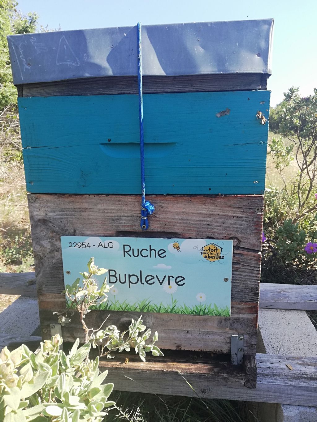 La ruche Buplevre
