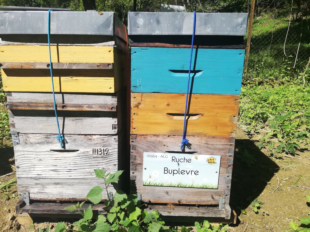 La ruche Buplevre