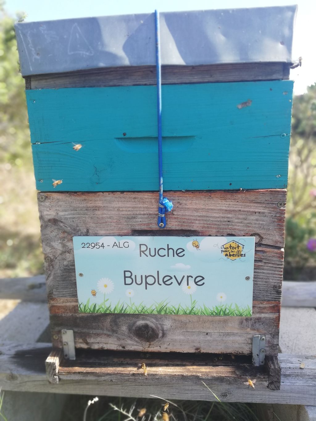 La ruche Buplevre