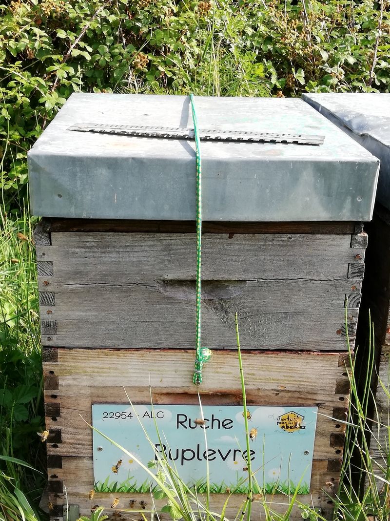 La ruche Buplevre