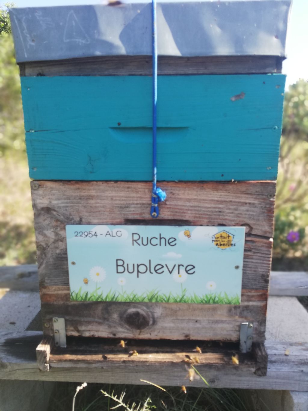 La ruche Buplevre