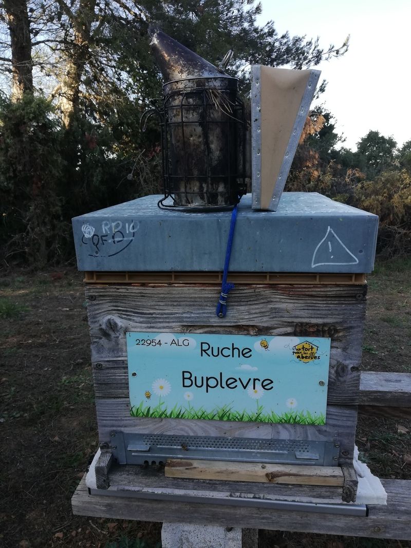 La ruche Buplevre