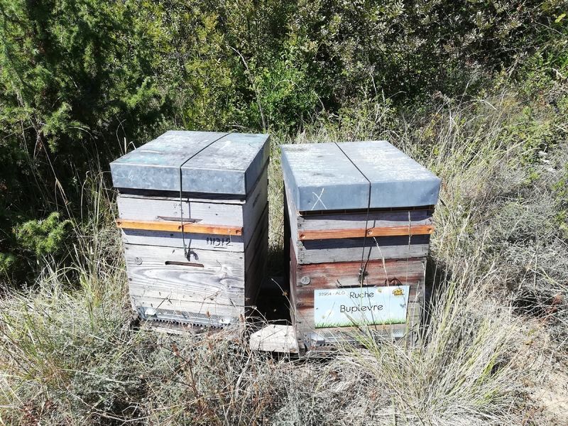 La ruche Buplevre