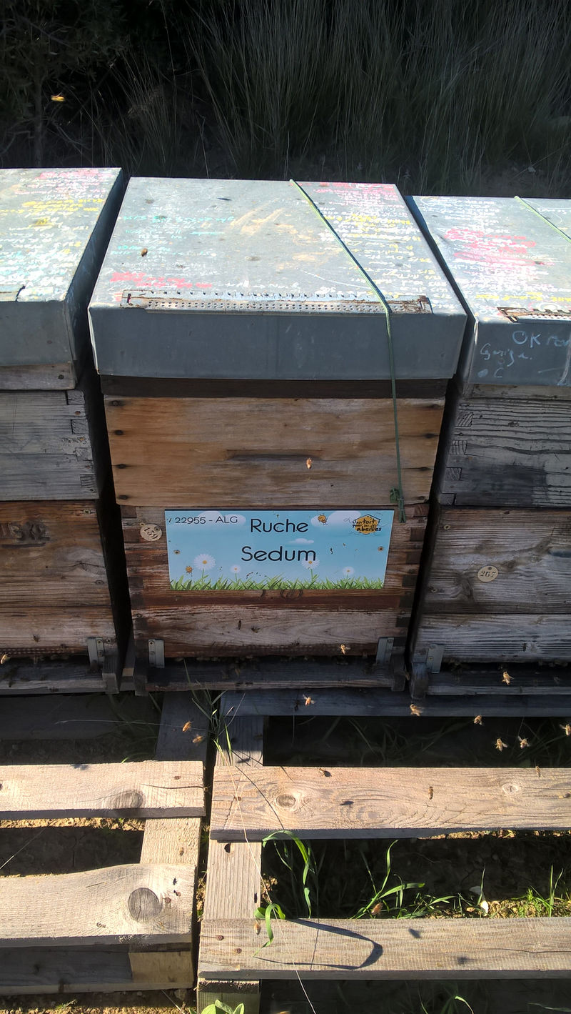 La ruche Sedum