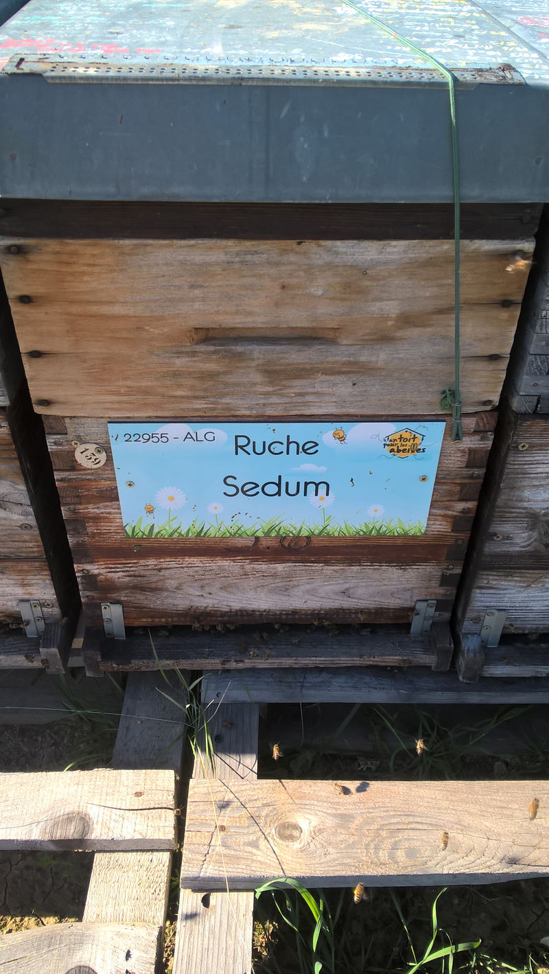 La ruche Sedum