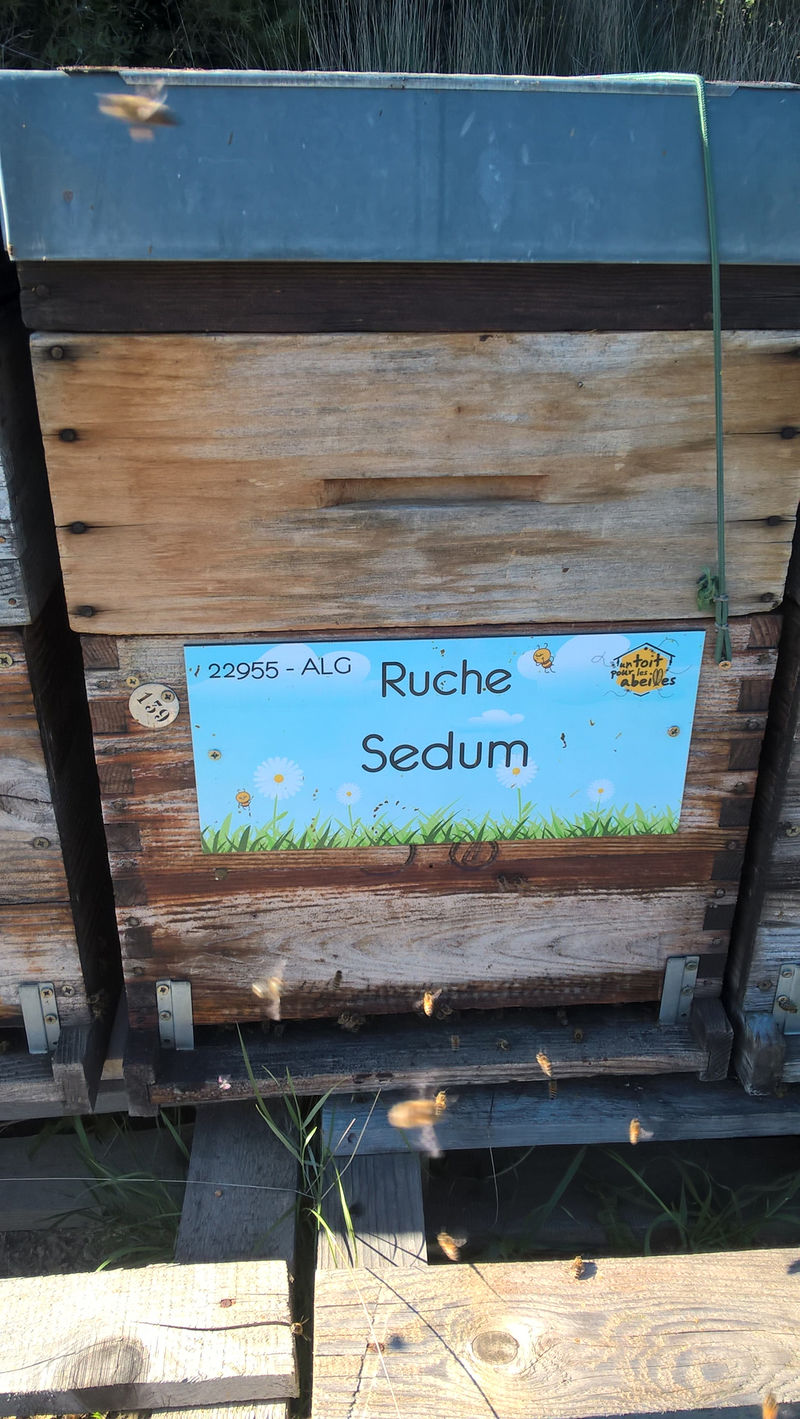 La ruche Sedum