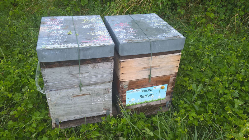 La ruche Sedum