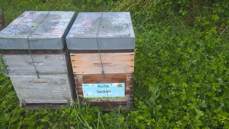 La ruche Sedum