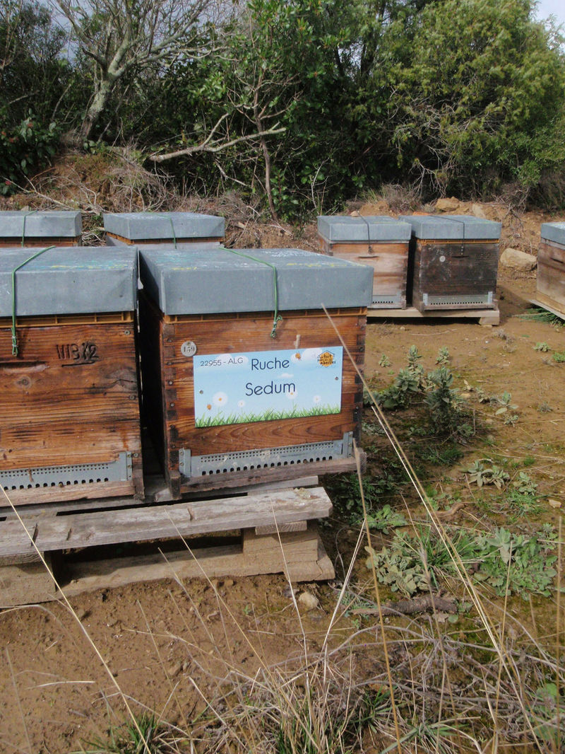 La ruche Sedum