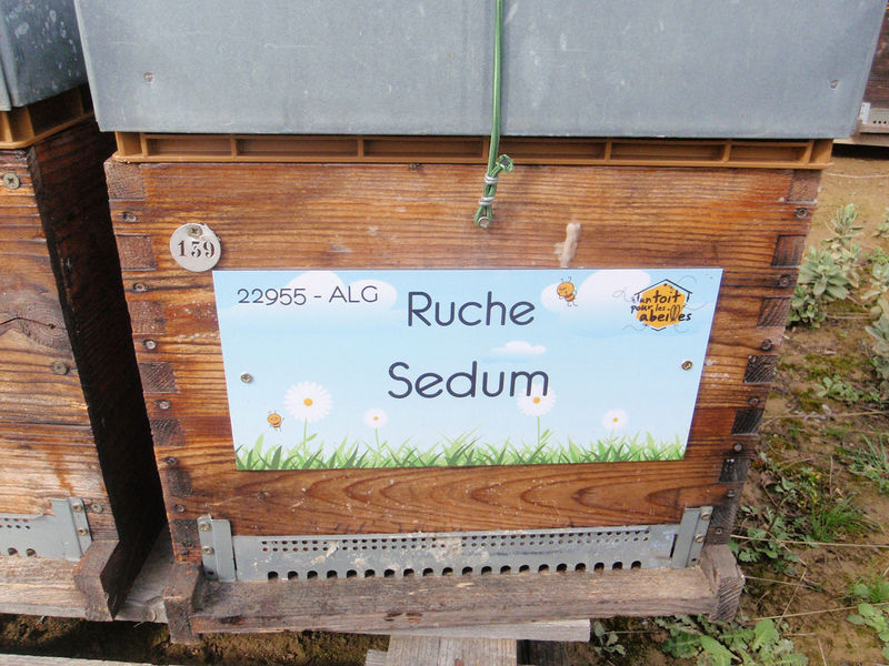 La ruche Sedum
