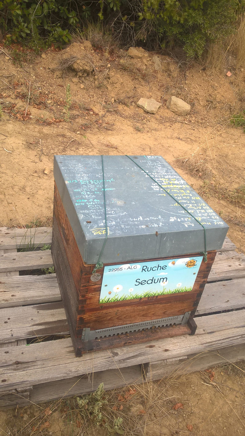 La ruche Sedum