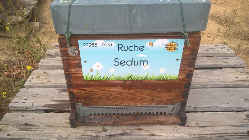 La ruche Sedum