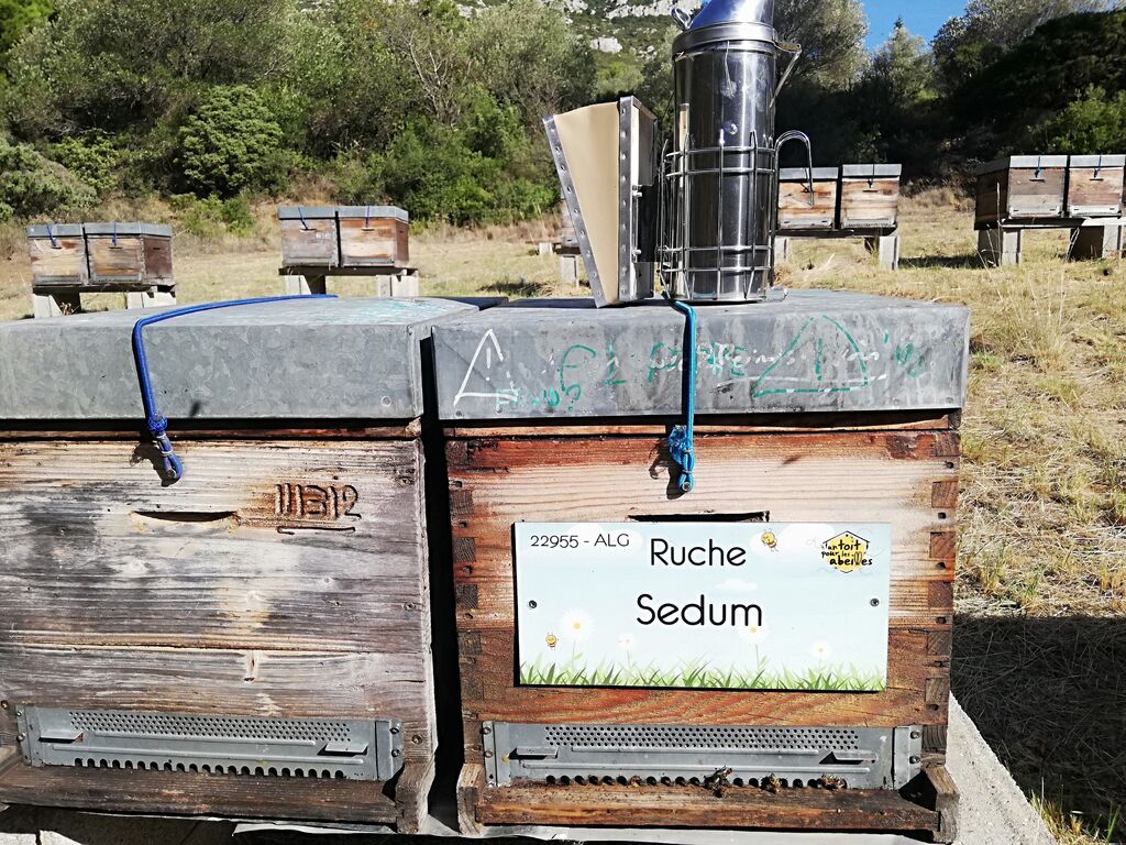 La ruche Sedum