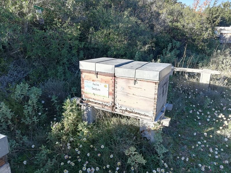 La ruche Sedum