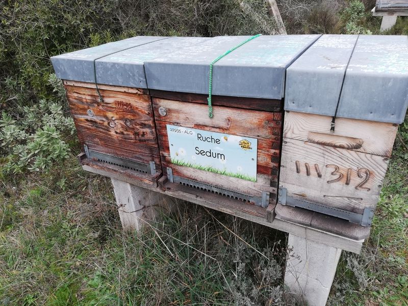 La ruche Sedum