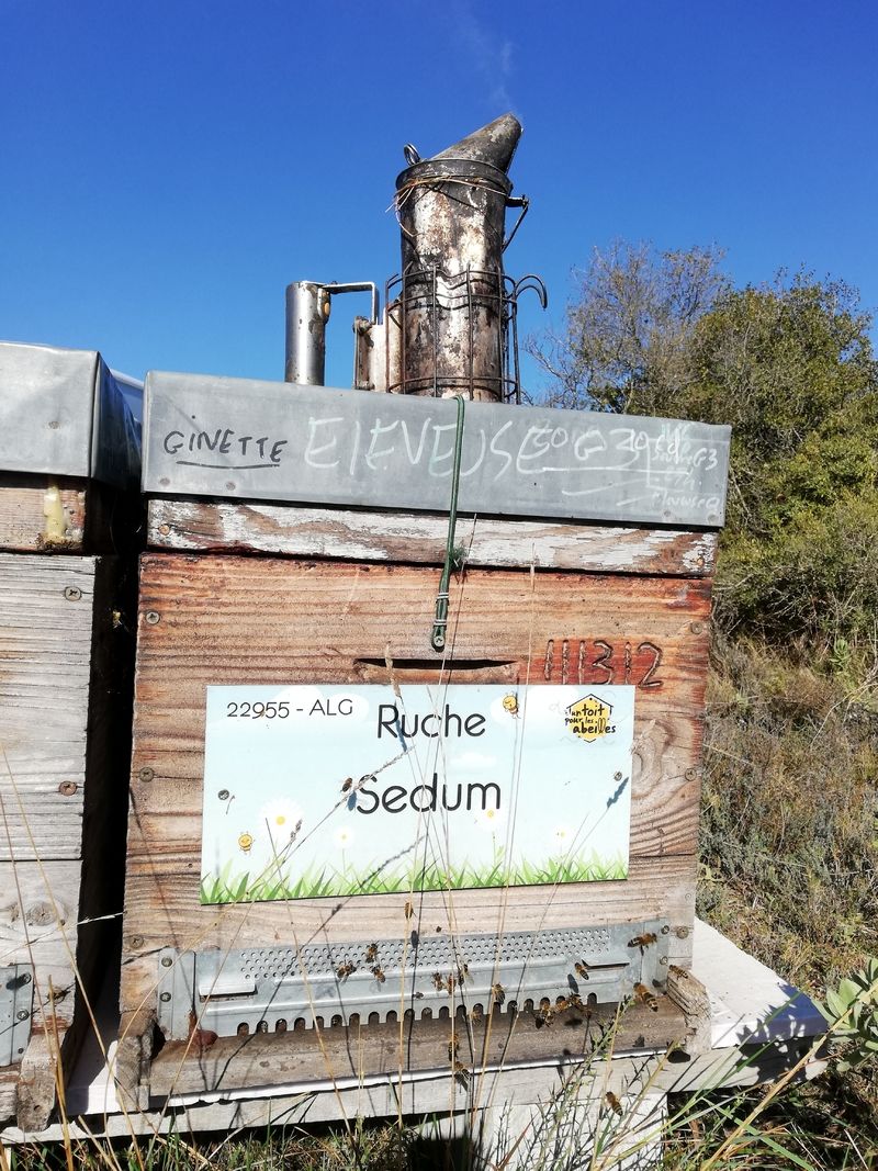La ruche Sedum