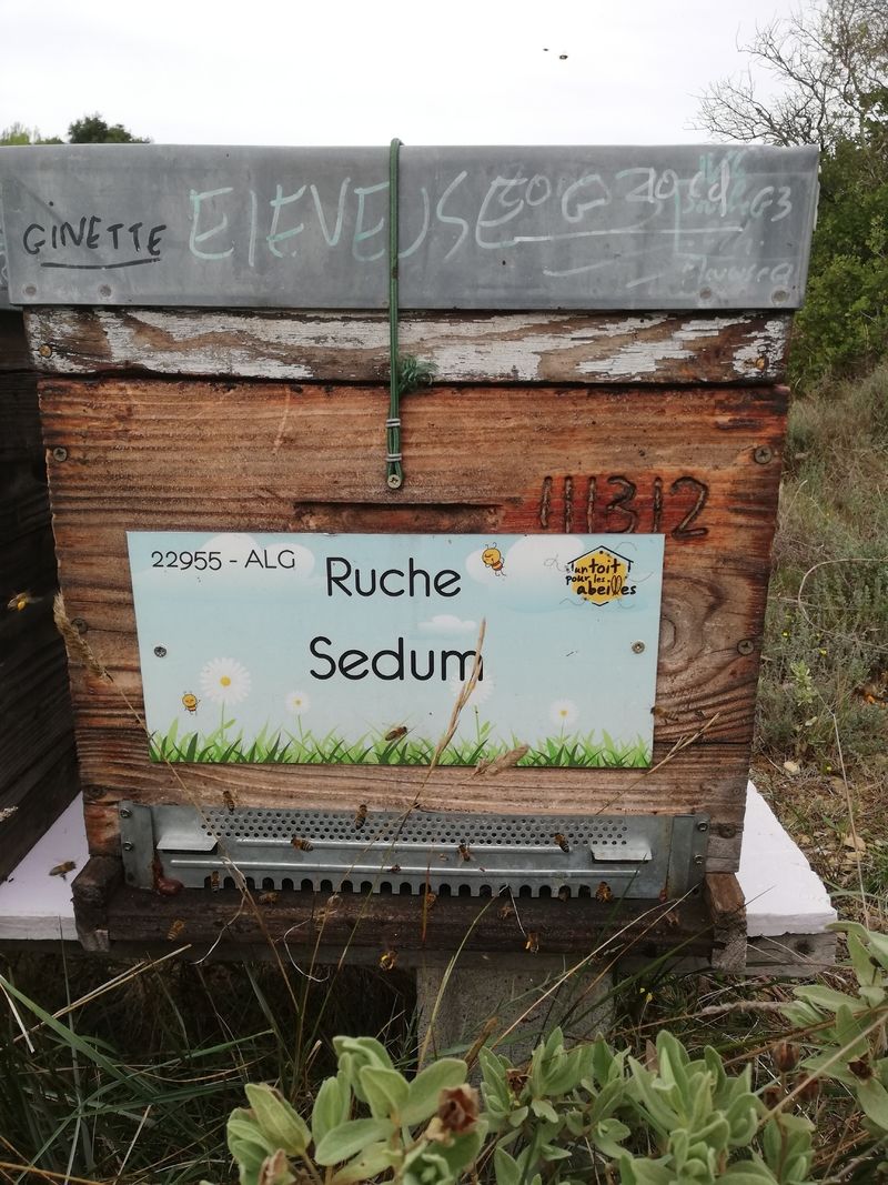 La ruche Sedum