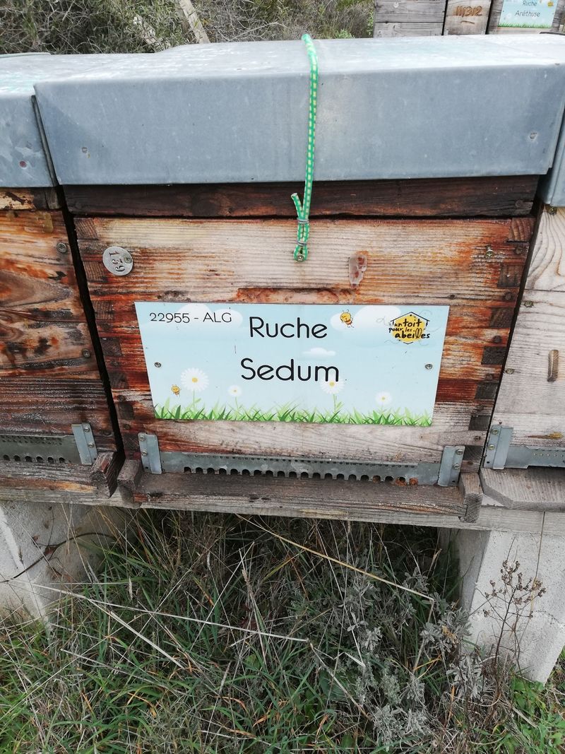 La ruche Sedum