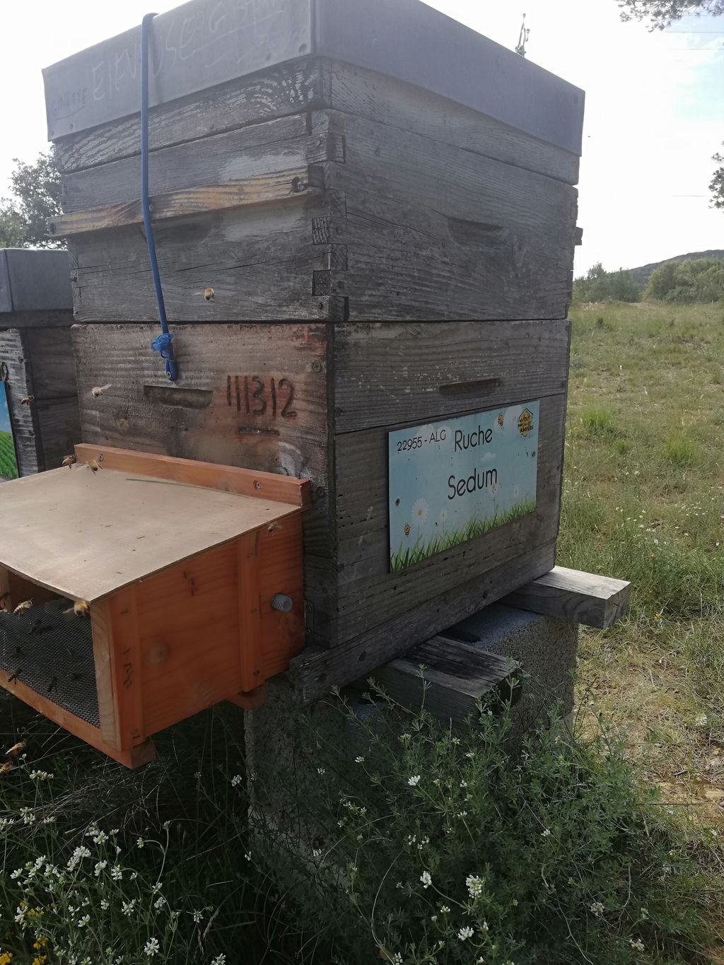 La ruche Sedum