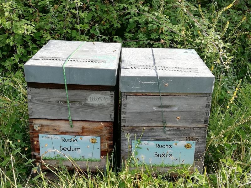 La ruche Sedum