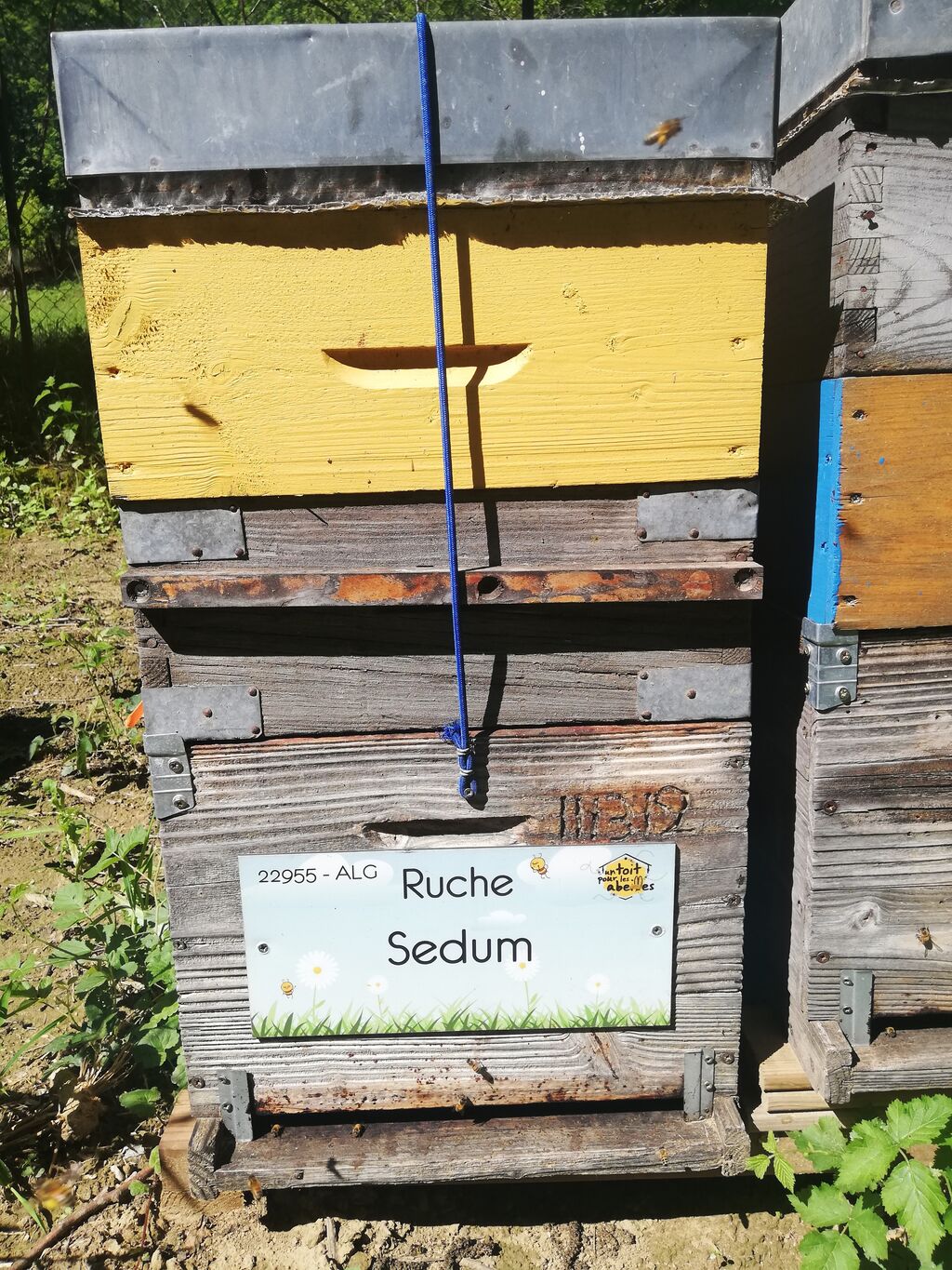 La ruche Sedum
