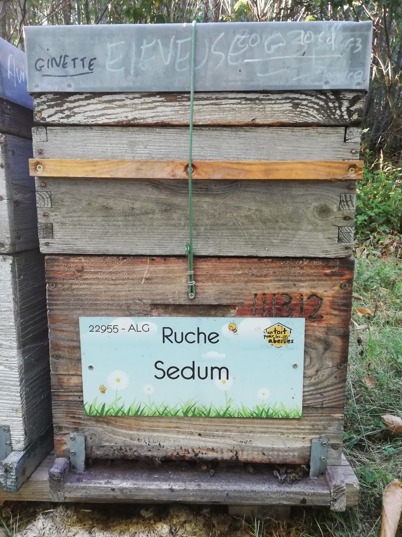 La ruche Sedum