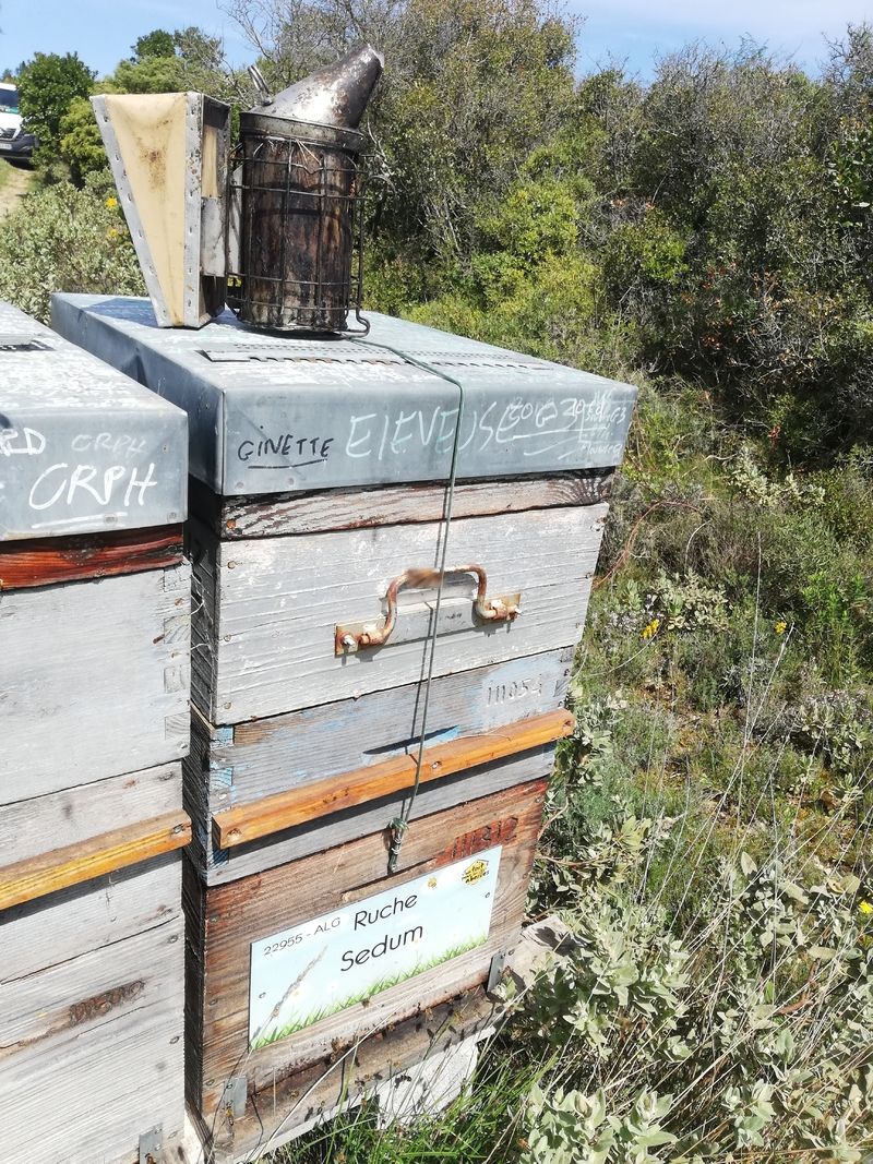 La ruche Sedum