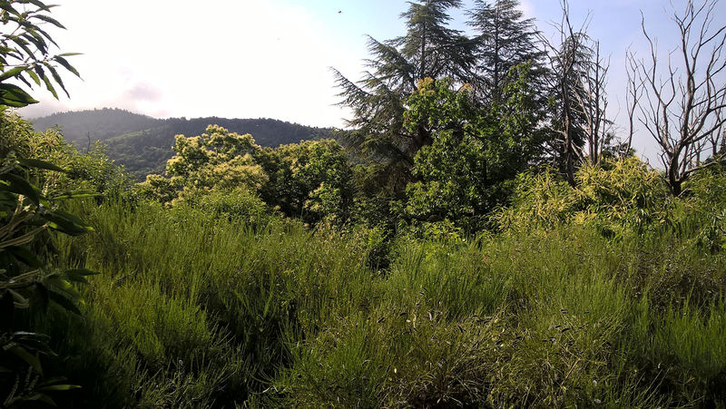 La ruche Arbousier