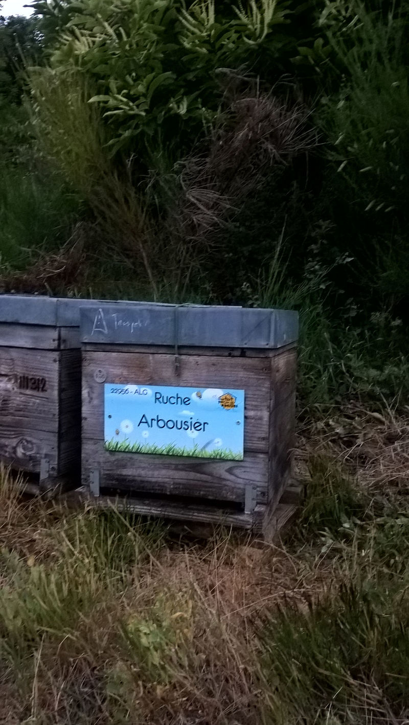 La ruche Arbousier