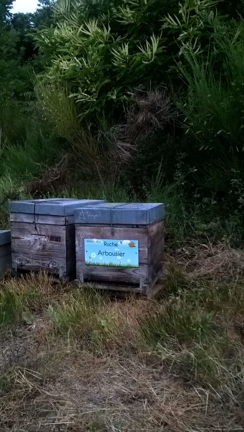 La ruche Arbousier