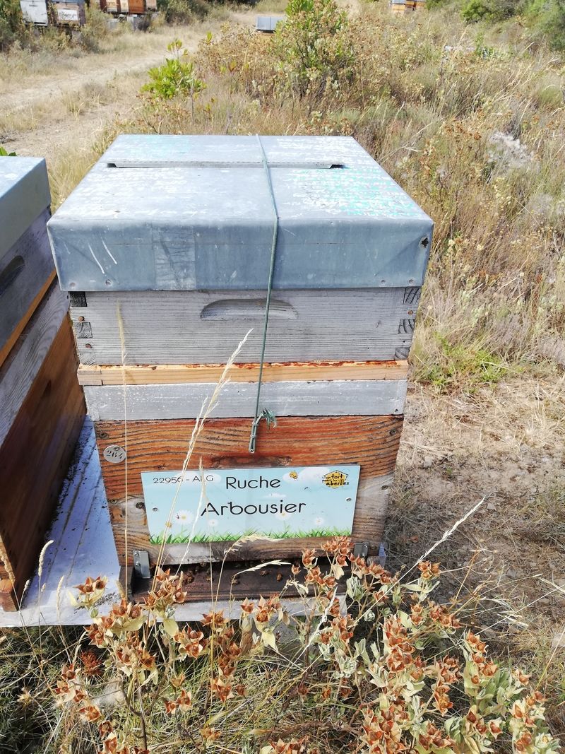 La ruche Arbousier